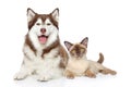 Cat and dog together on a white background Royalty Free Stock Photo