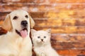 Cat and dog together, neva masquerade kitten, golden retriever looks at right on wooden blurry background with copy