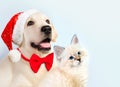 Cat and dog together, neva masquerade kitten, golden retriever looks at right. Puppy with christmas hat and bow. New year mood Royalty Free Stock Photo