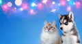 Cat and dog together , neva masquerade kitty, siberian husky puppy on blue sparkling background with place for copyspace