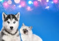 Cat and dog together , neva masquerade kitty, siberian husky puppy look straight forward on blue sparkling background