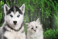 Cat and dog together , neva masquerade, siberian husky looks straight in front of green trees