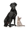 Cat and dog together on white background