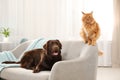 Cat and dog together on sofa. Fluffy friends Royalty Free Stock Photo