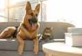 Cat and dog together on sofa. Funny friends