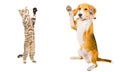 Cat and dog together Royalty Free Stock Photo