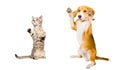 Cat and dog together Royalty Free Stock Photo
