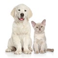 Cat and dog together on white background. Royalty Free Stock Photo