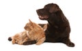 Cat and dog together on white. Fluffy friends Royalty Free Stock Photo