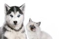 Cat and dog together on white, neva masquerade, siberian husky looks straight