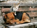 Cat and dog and valentine day Royalty Free Stock Photo
