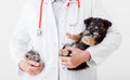 Cat and dog in Vet doctor hands. Doctor veterinarian keeps kitten in pocket and puppy in hand in white coat with stethoscope. Baby