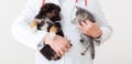 Cat and dog in Vet doctor hands. Doctor veterinarian keeps kitten and puppy in hands in white coat with stethoscope. Baby pets in