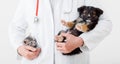 Cat and dog in Vet doctor hands. Doctor veterinarian keeps kitten in pocket and puppy in hand in white coat with stethoscope. Baby