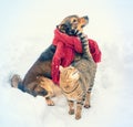 A cat and a dog walk on the outdoors in a snowy winter Royalty Free Stock Photo