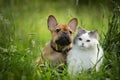 Cat and dog walk on the street on a sunny day Royalty Free Stock Photo