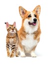 Cat and dog walk together on a white background Royalty Free Stock Photo