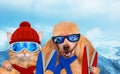 Cat and dog wearing ski goggles relaxing in the mountain. Royalty Free Stock Photo