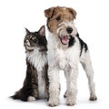 Cat and dog on white background