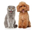 Cat and dog on white background