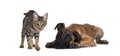 Cat and dog on white background