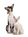 Cat and dog on white background Royalty Free Stock Photo