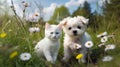 cat and dog ,white kitten and puppy sit play on sunset in sea water on beachon wild field