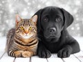 Cat and dog winter scene Royalty Free Stock Photo