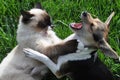 cat and dog wrestling Royalty Free Stock Photo