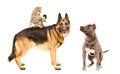 Cat and dogs playing together Royalty Free Stock Photo