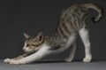 Cat domesticated for pet but still environmentally disastrous to native animals