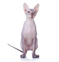 Cat of Don Sphynx breed