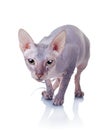 Cat of Don Sphynx breed