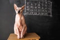 Cat of the Don Sphynx breed sits on a chair on a dark chalkboard