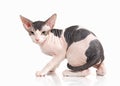 Cat. Don sphynx kitten on white background Royalty Free Stock Photo