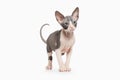 Cat. Don sphynx kitten on white background Royalty Free Stock Photo