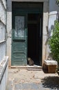 Cat in the doorway