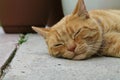 Cat Dozing on a Concrete Patio