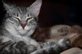 Cat dozing with half-closed eyes. The pet falls asleep on the blanket. Gray cat is sleeping, but listening ear. Striped kitten one Royalty Free Stock Photo