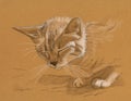 Cat drawing