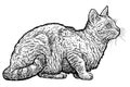 Sitting tabby cat illustration, drawing, engraving, ink, line art, vector