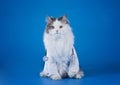 Dr. cat Royalty Free Stock Photo