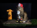 Cat Dressed as Fireman