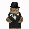 Cat dressed as a gentleman Royalty Free Stock Photo