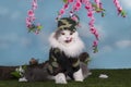 Cat dressed as a military guard peace in the woods