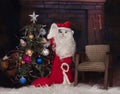 Cat dressed as Santa Claus brought gifts