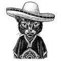 Cat Dressed In The Poncho, Sombrero. Vintage Black Engraving