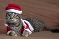 Cat dressed up as santa claus