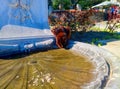 Cat drink water from a fountain on a warm spring day