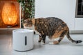 Cat drinking from automatic water dispenser. Smart pet drinker with mobile app connection. Royalty Free Stock Photo